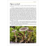 Polypores of the Mediterranean Region