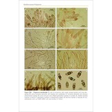 Polypores of the Mediterranean Region