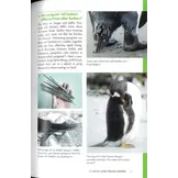 Penguins 101 - A Question-and-Answer Guide