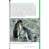 Penguins 101 - A Question-and-Answer Guide