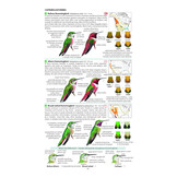 Field Guide to the Birds of North America