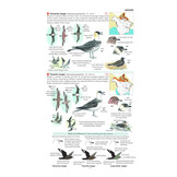 Field Guide to the Birds of North America