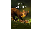 Pine Marten