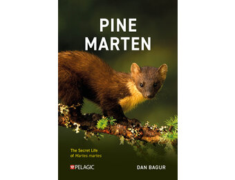 Pine Marten