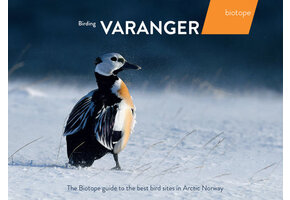 Birding Varanger