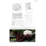 Synopsis Fungorum, Volume 37 - Poroid Fungi of Europe