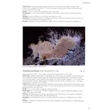 Synopsis Fungorum, Volume 37 - Poroid Fungi of Europe