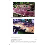 Synopsis Fungorum, Volume 37 - Poroid Fungi of Europe