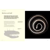 The Lives of Snakes: A Natural History of the World's Snakes