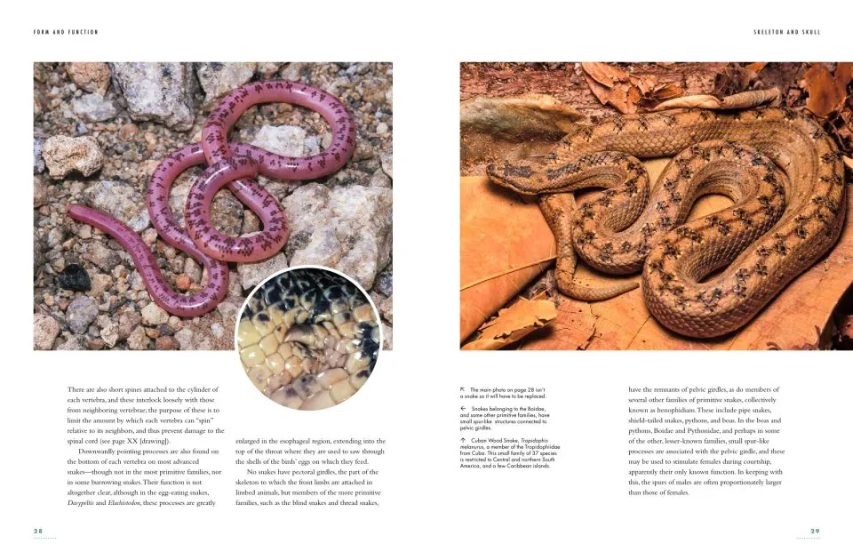 The Lives of Snakes: A Natural History of the World's Snakes