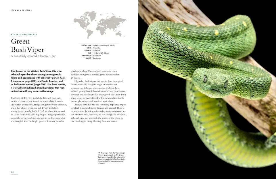 The Lives of Snakes: A Natural History of the World's Snakes
