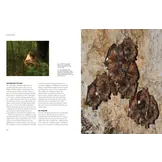 The Lives of Bats: A Natural History