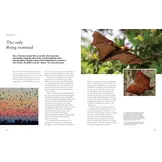 The Lives of Bats: A Natural History