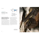 The Lives of Bats: A Natural History