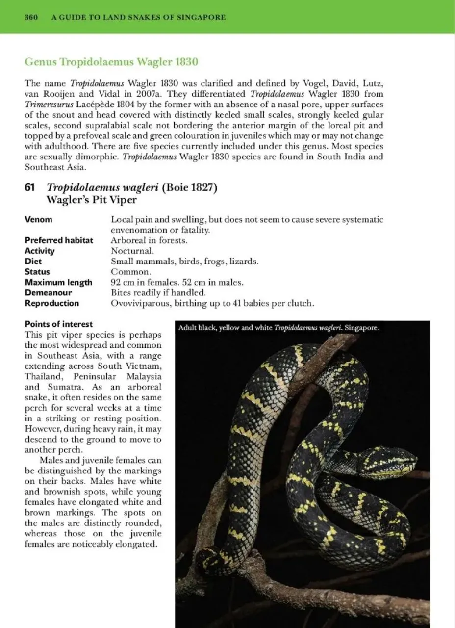 A Guide to Land Snakes of Singapore - with interesting related species