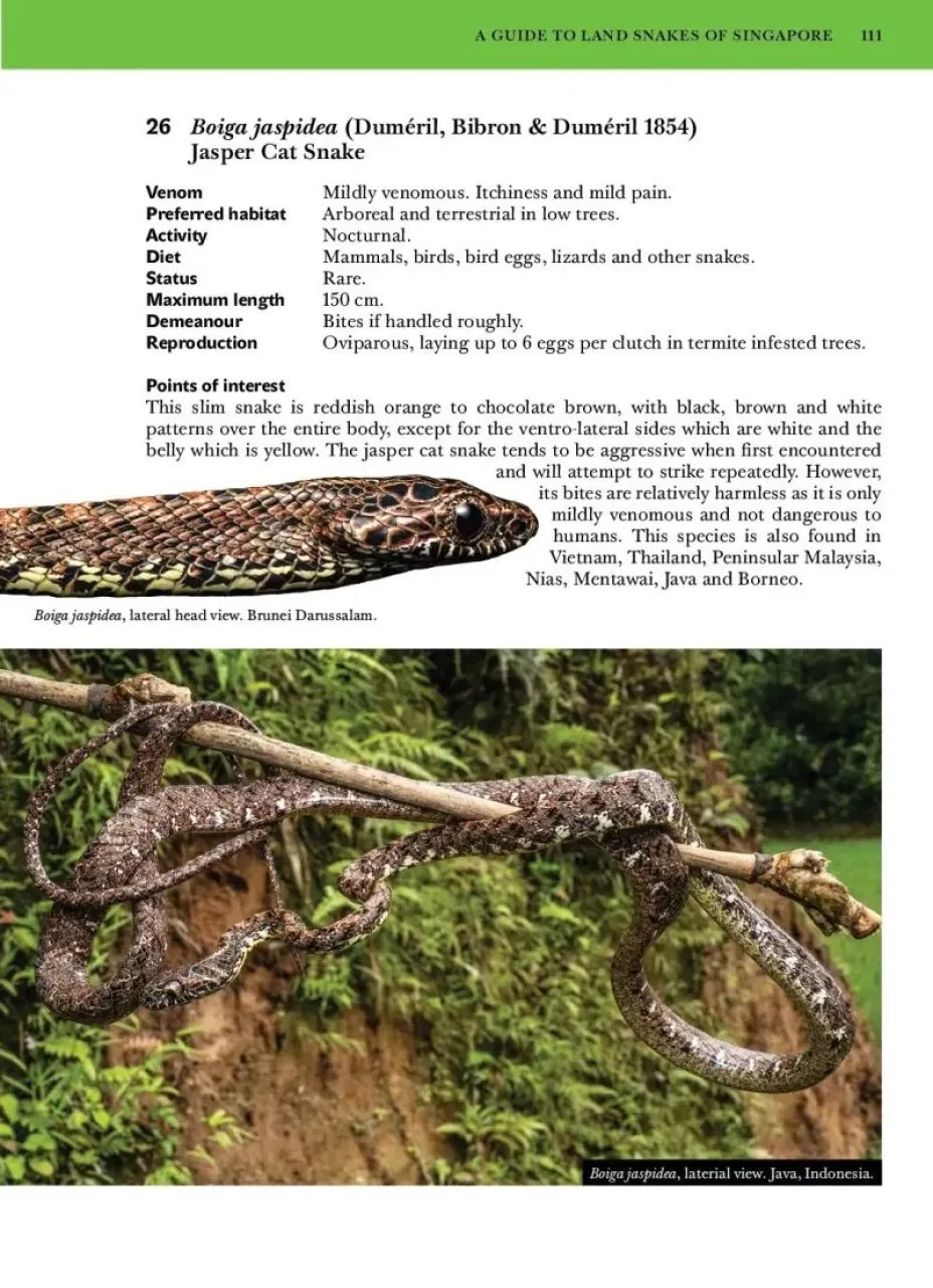 A Guide to Land Snakes of Singapore - with interesting related species