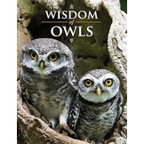 Wisdom of Owls