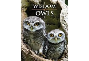 Wisdom of Owls