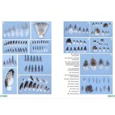 Guía de identificación de las plumas de las rapaces diurnas de la Península Ibérica, Baleares y Canarias