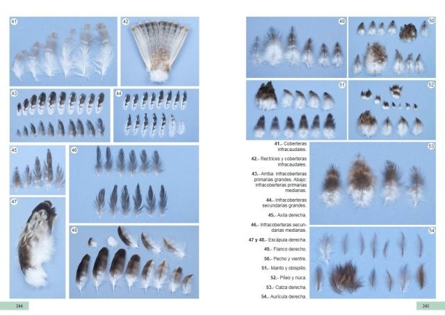 Guía de identificación de las plumas de las rapaces diurnas de la Península Ibérica, Baleares y Canarias