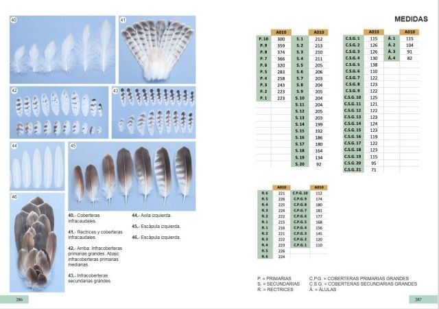 Guía de identificación de las plumas de las rapaces diurnas de la Península Ibérica, Baleares y Canarias