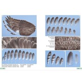 Guía de identificación de las plumas de las rapaces diurnas de la Península Ibérica, Baleares y Canarias