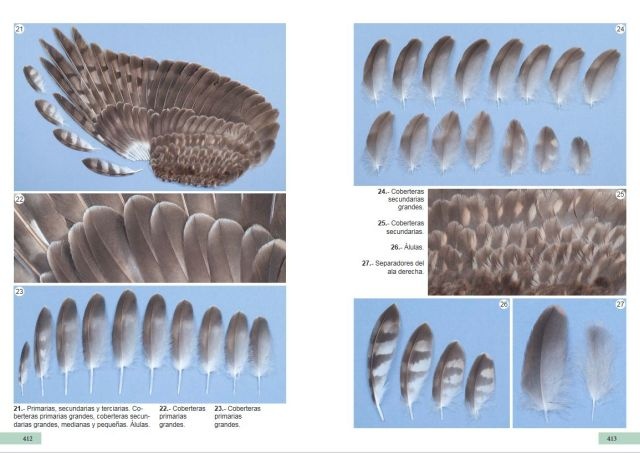 Guía de identificación de las plumas de las rapaces diurnas de la Península Ibérica, Baleares y Canarias