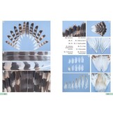 Guía de identificación de las plumas de las rapaces diurnas de la Península Ibérica, Baleares y Canarias