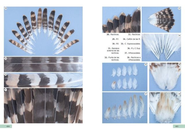 Guía de identificación de las plumas de las rapaces diurnas de la Península Ibérica, Baleares y Canarias
