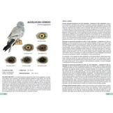 Guía de identificación de las plumas de las rapaces diurnas de la Península Ibérica, Baleares y Canarias