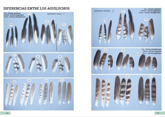 Guía de identificación de las plumas de las rapaces diurnas de la Península Ibérica, Baleares y Canarias