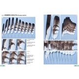 Guía de identificación de las plumas de las rapaces diurnas de la Península Ibérica, Baleares y Canarias