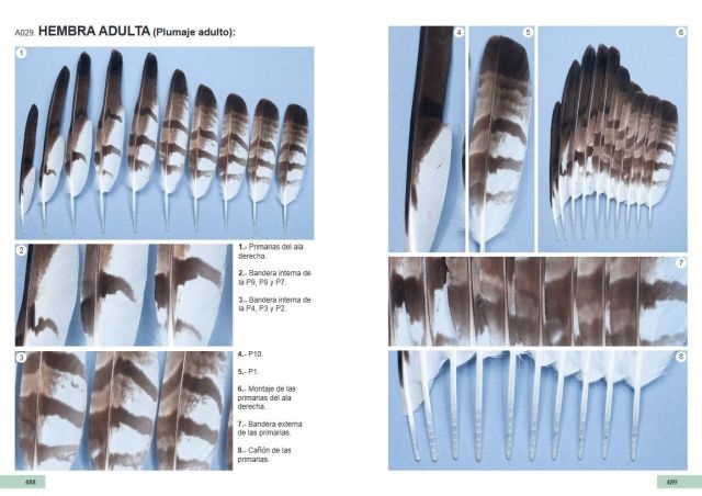Guía de identificación de las plumas de las rapaces diurnas de la Península Ibérica, Baleares y Canarias