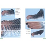 Guía de identificación de las plumas de las rapaces diurnas de la Península Ibérica, Baleares y Canarias