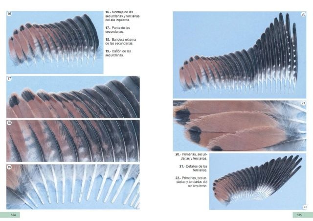Guía de identificación de las plumas de las rapaces diurnas de la Península Ibérica, Baleares y Canarias