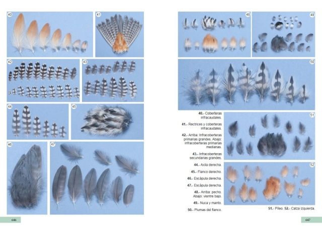 Guía de identificación de las plumas de las rapaces diurnas de la Península Ibérica, Baleares y Canarias