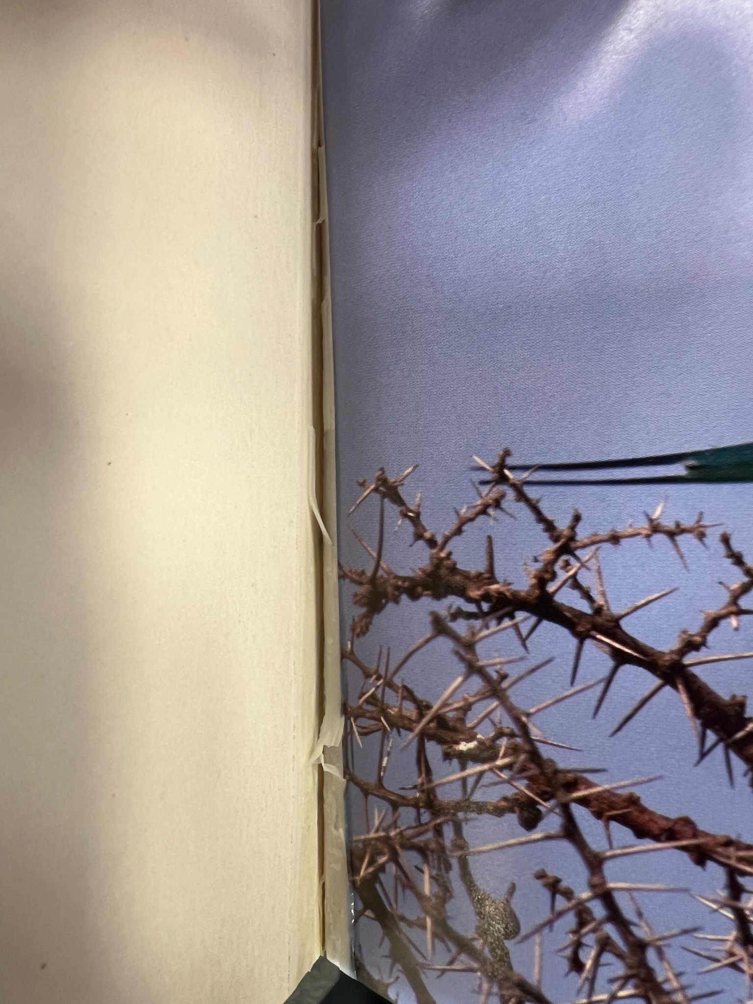 Beschädigte Kopie - Birds of the Masai Mara