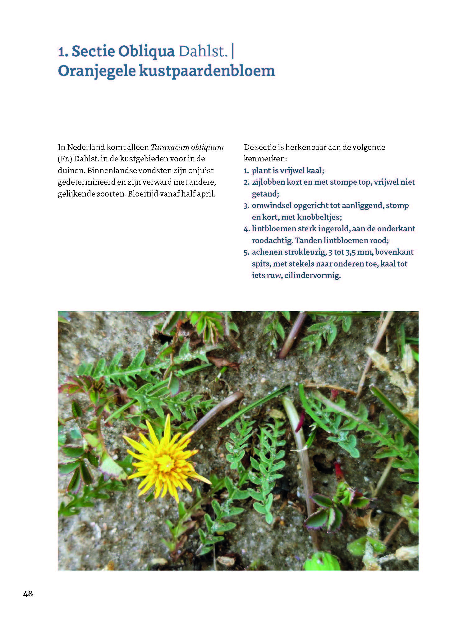 Veldgids Paardenbloemen - taxonomie - herkenning - ecologie
