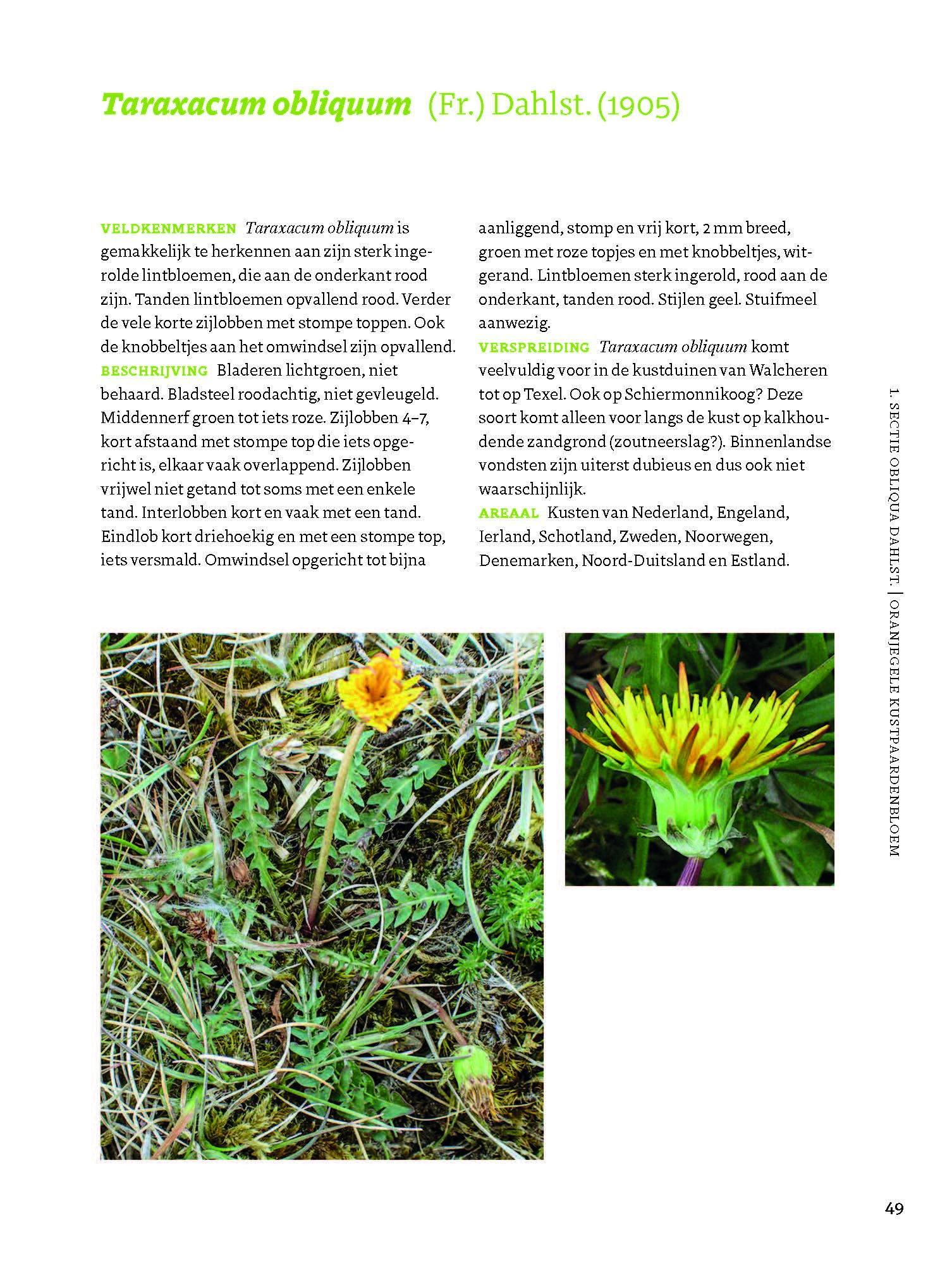 Veldgids Paardenbloemen - taxonomie - herkenning - ecologie