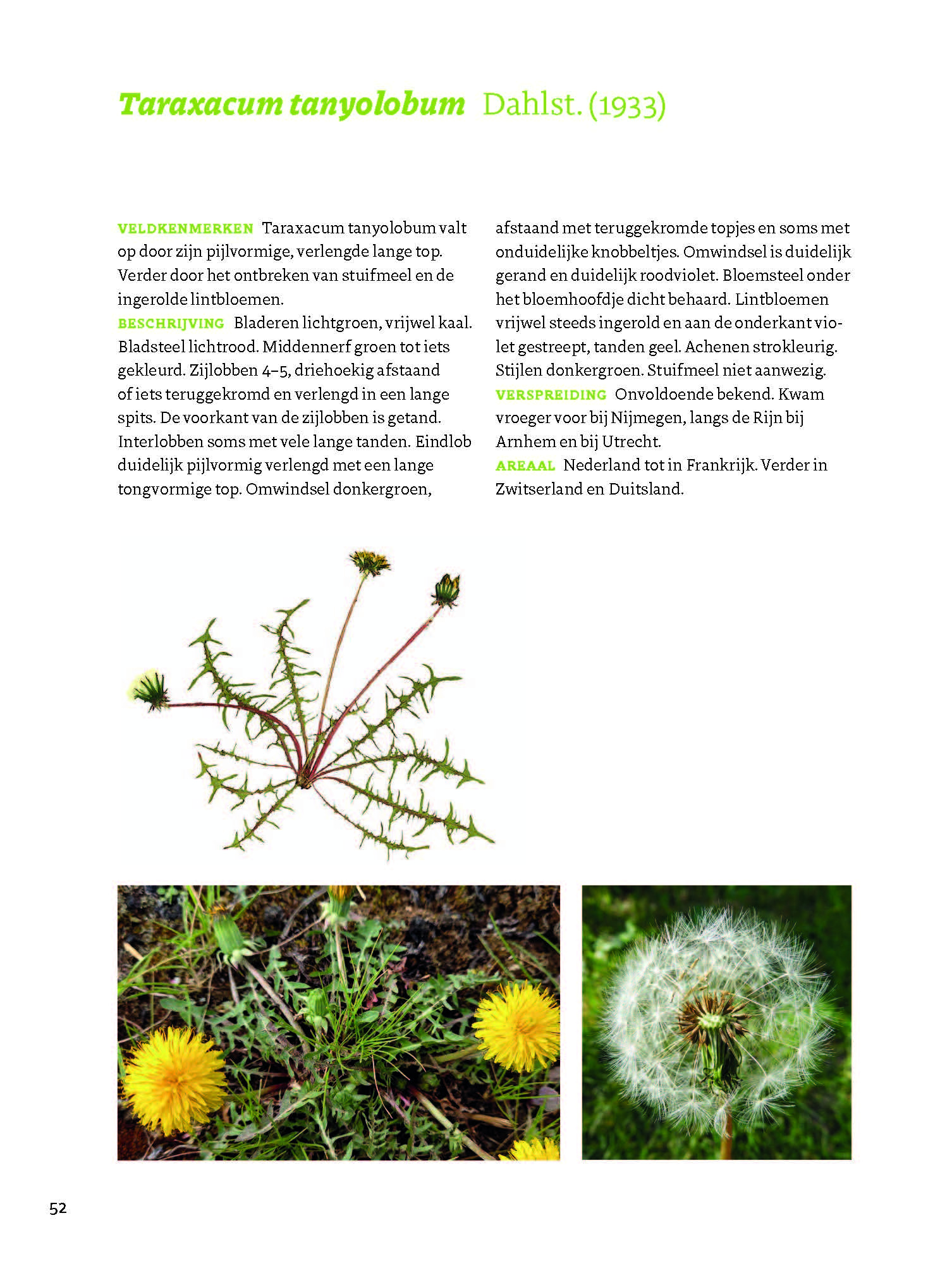 Veldgids Paardenbloemen - taxonomie - herkenning - ecologie