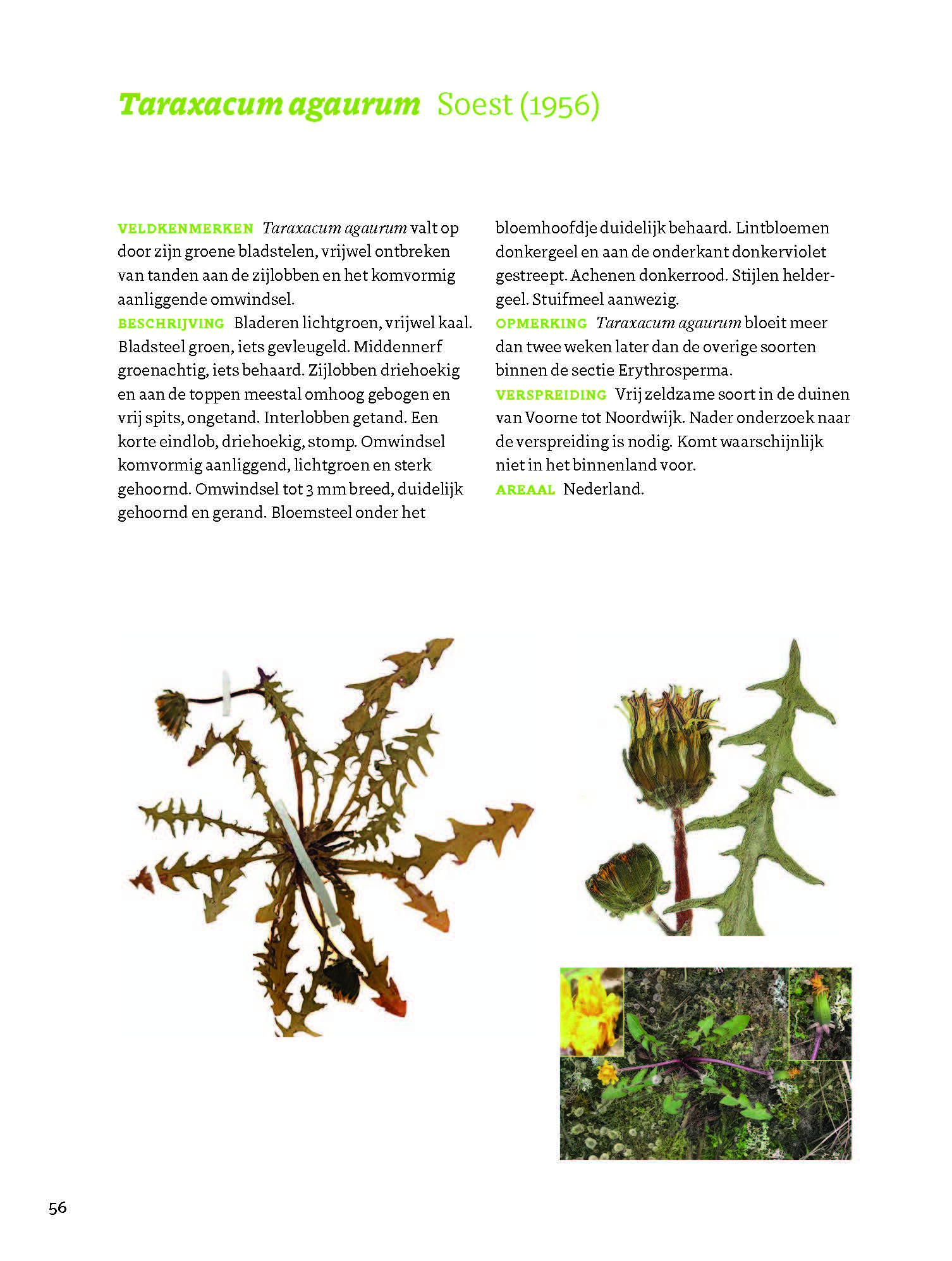 Veldgids Paardenbloemen - taxonomie - herkenning - ecologie