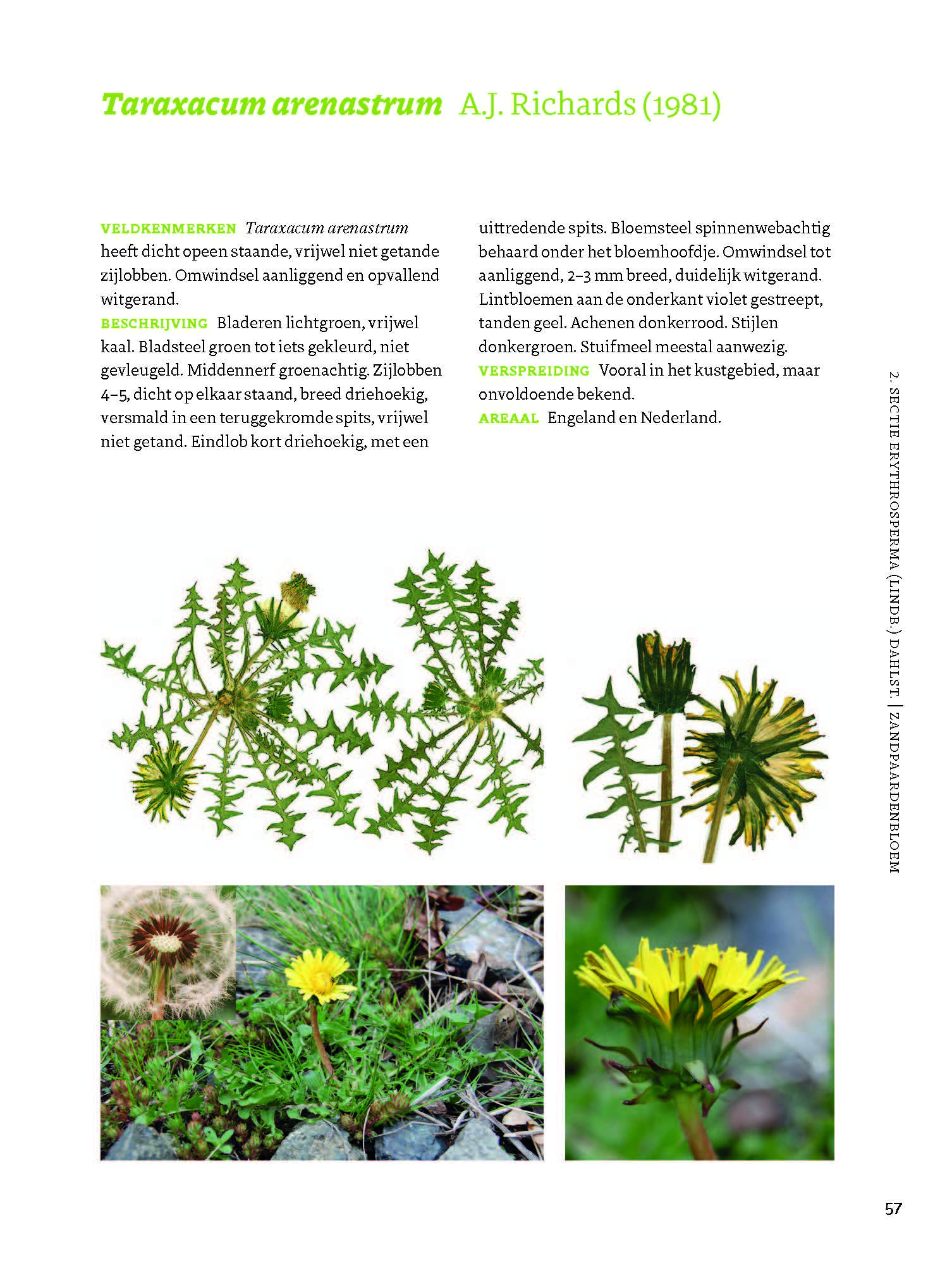 Veldgids Paardenbloemen - taxonomie - herkenning - ecologie