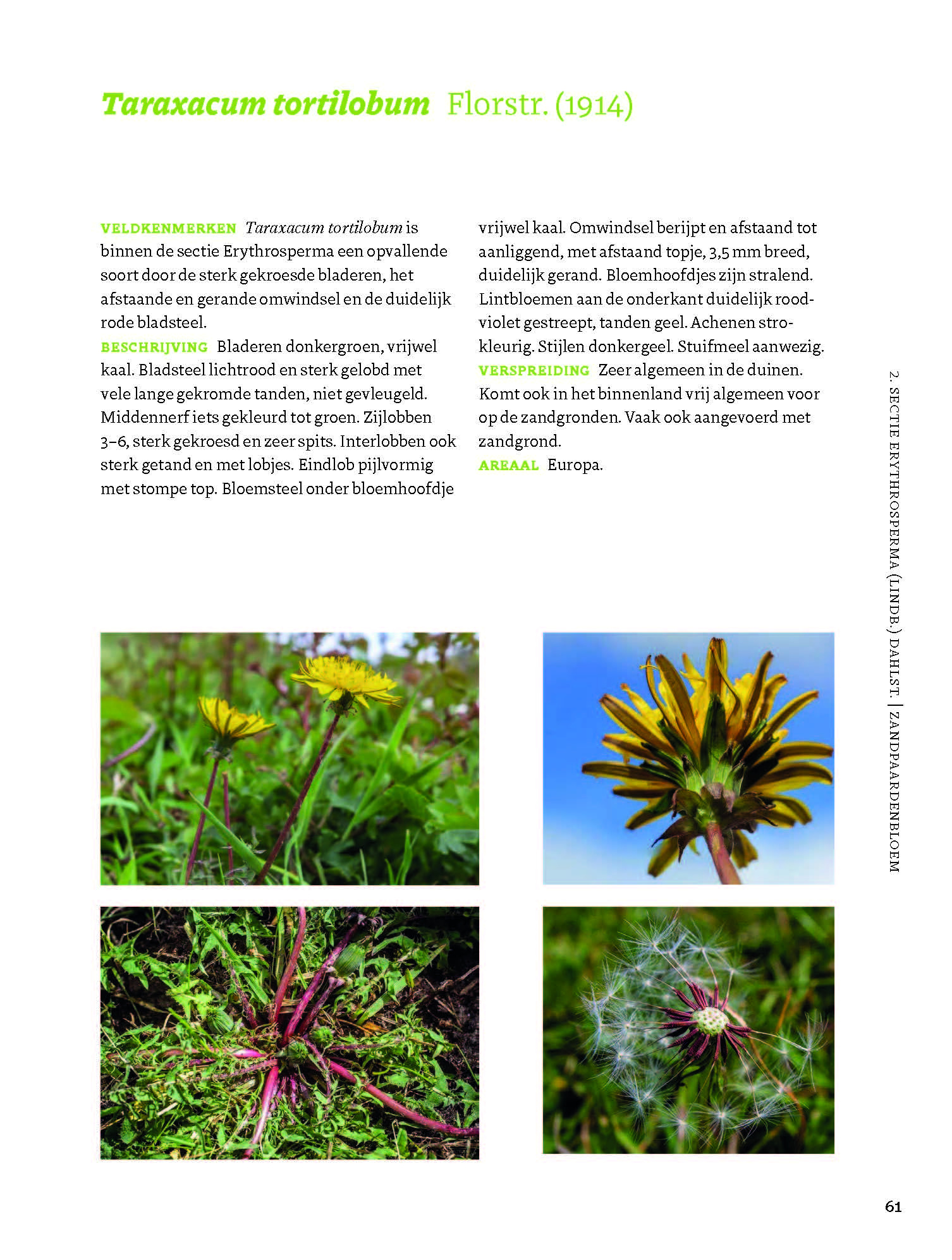 Veldgids Paardenbloemen - taxonomie - herkenning - ecologie