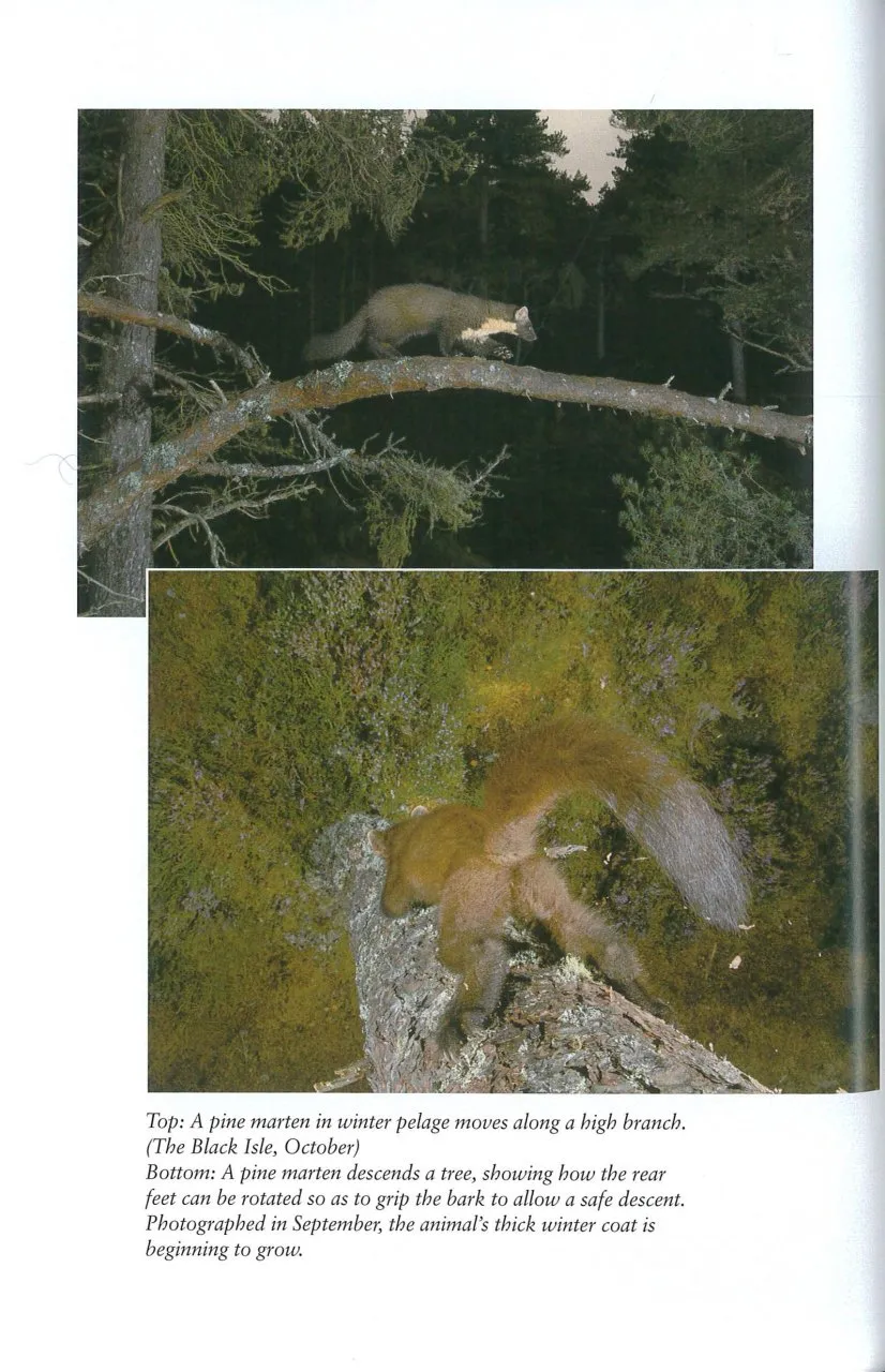 Pine Martens - The British Natural History Collection