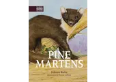 Pine Martens