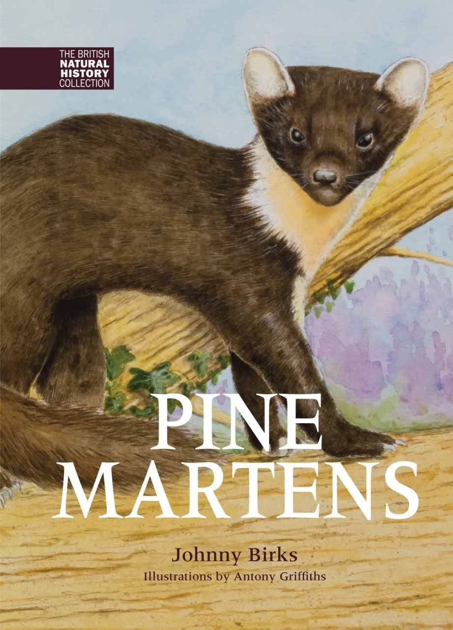 Pine Martens  - The British Natural History Collection