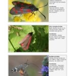 Fotogids Vlinders - 2. Ausgabe