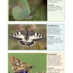 Fotogids Vlinders - 2. Ausgabe