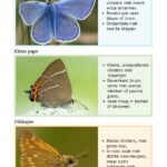 Fotogids Vlinders - 2. Ausgabe