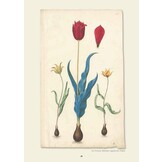 Van Hortus & tulp - Wandeling door 435 jaar Leidse Hortus